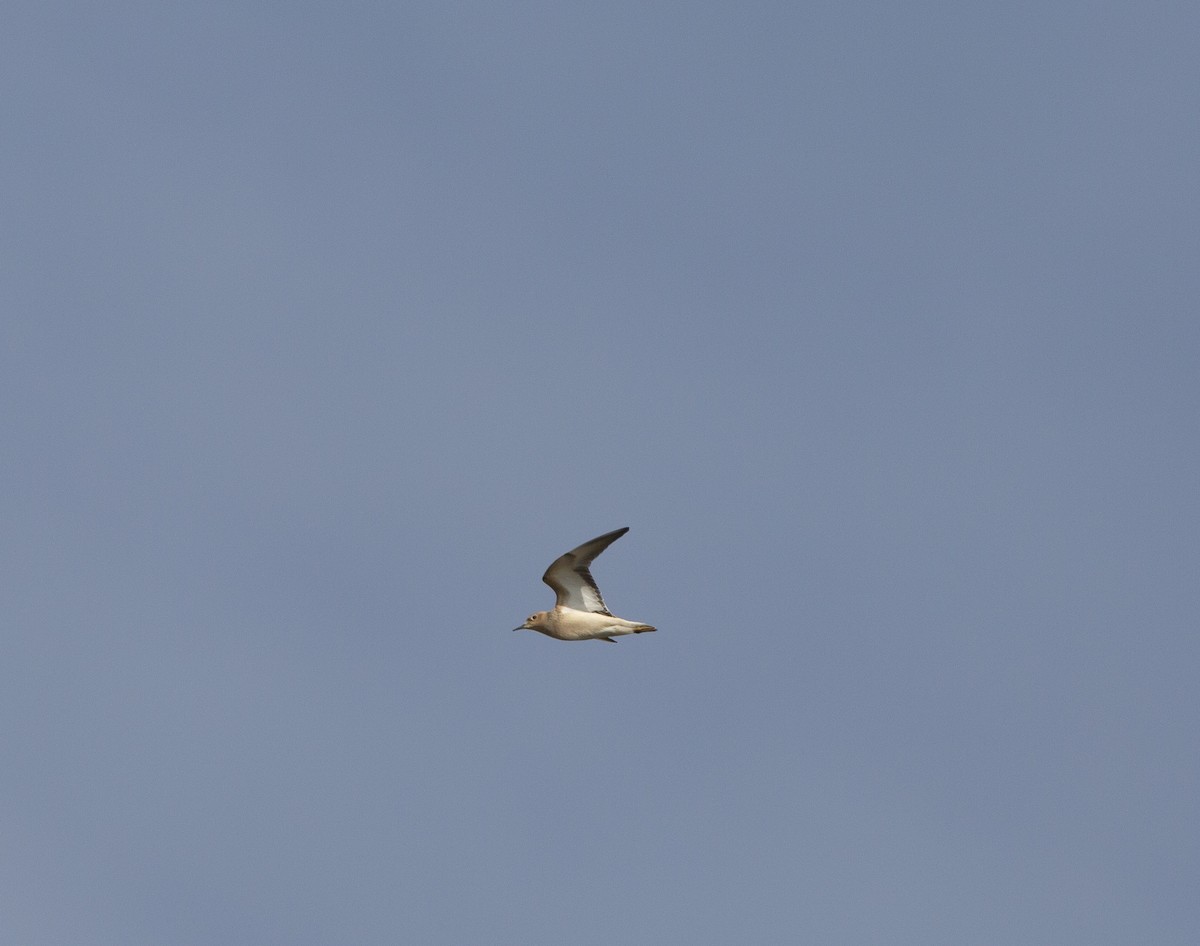 Ухаа элсэг - ML607299511