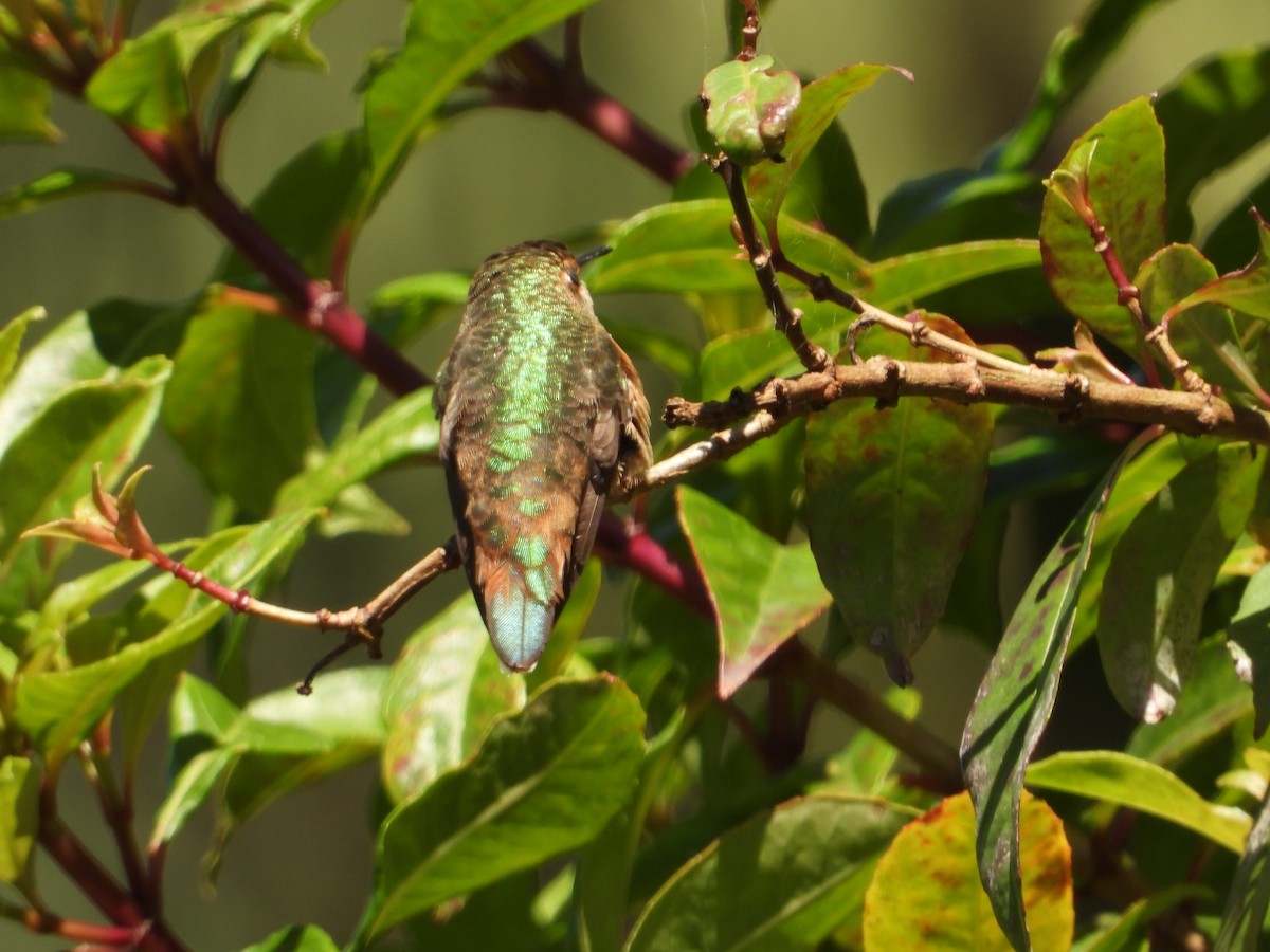 Colibri d'Allen - ML607299591