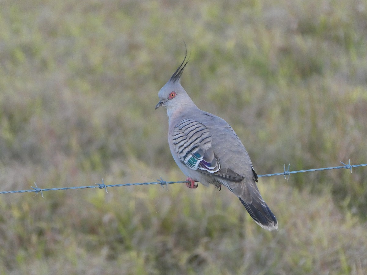 Crested Pigeon - ML607299961