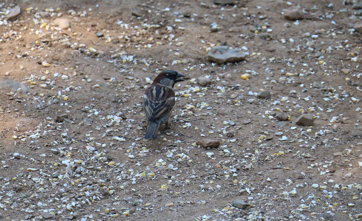 House Sparrow - ML60730041