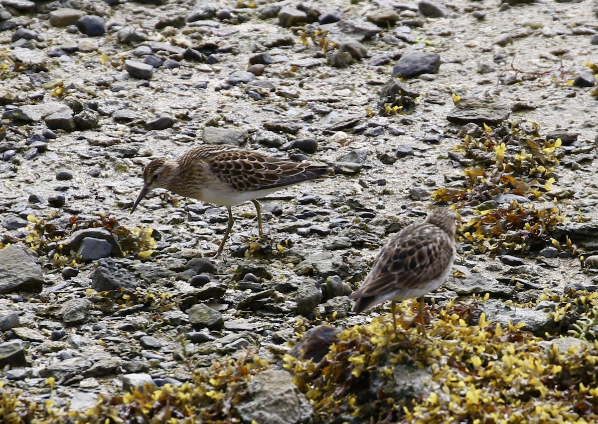 Pectoral Sandpiper - ML607301431