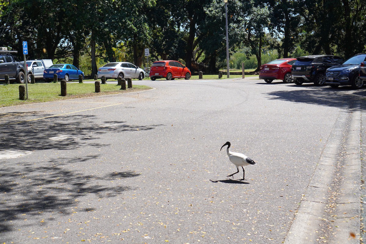 ibis australský - ML607301931
