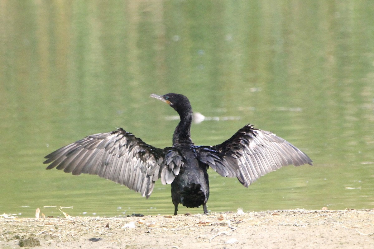 Neotropic Cormorant - ML607302041
