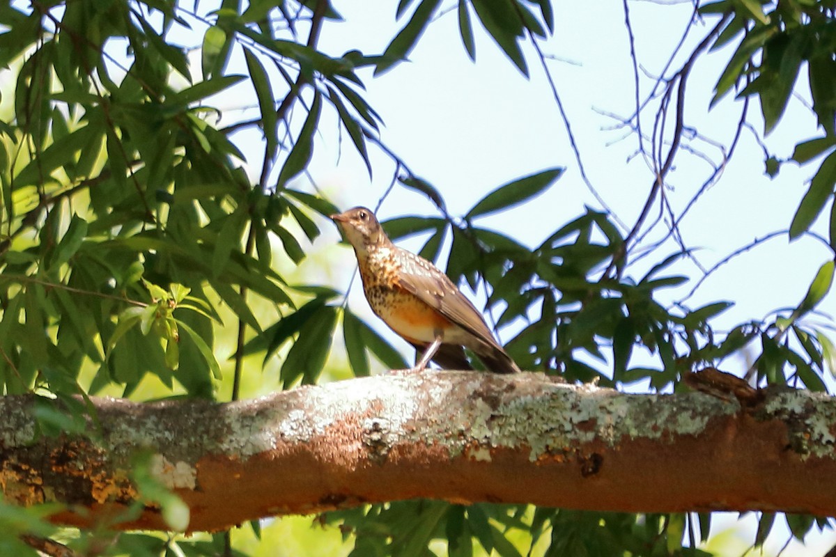 American Robin - ML60730221