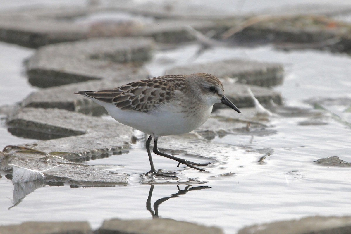 Semipalmated Sandpiper - ML607302491