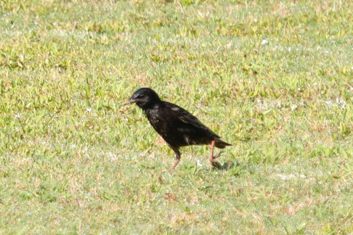European Starling - ML60730251