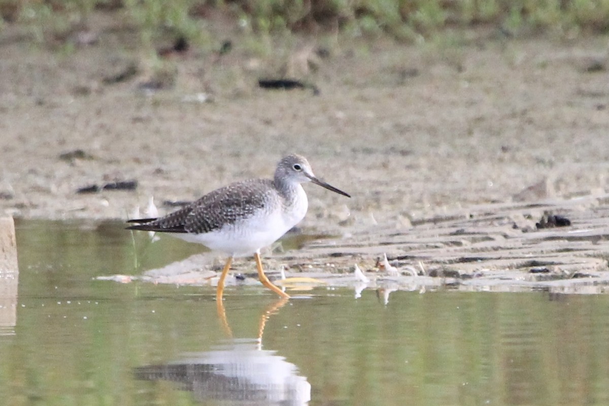 Greater Yellowlegs - ML607302531