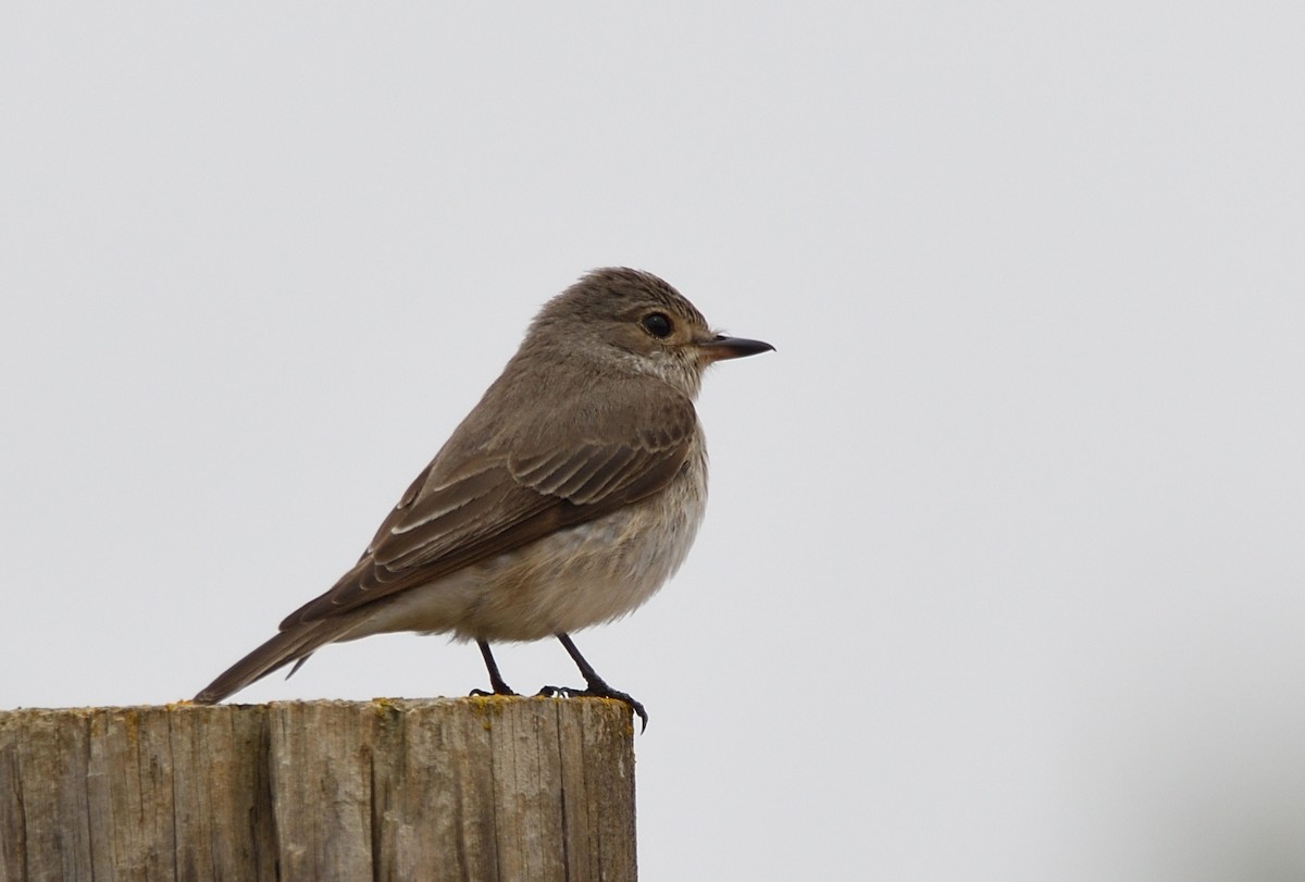 Spotted Flycatcher - Thomas Rickfelder