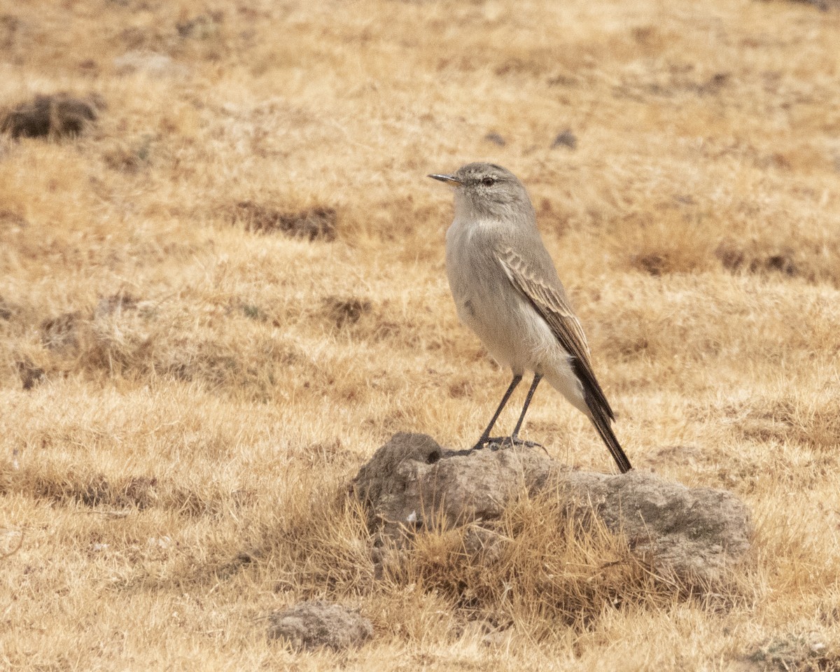 Spot-billed Ground-Tyrant - ML607303351