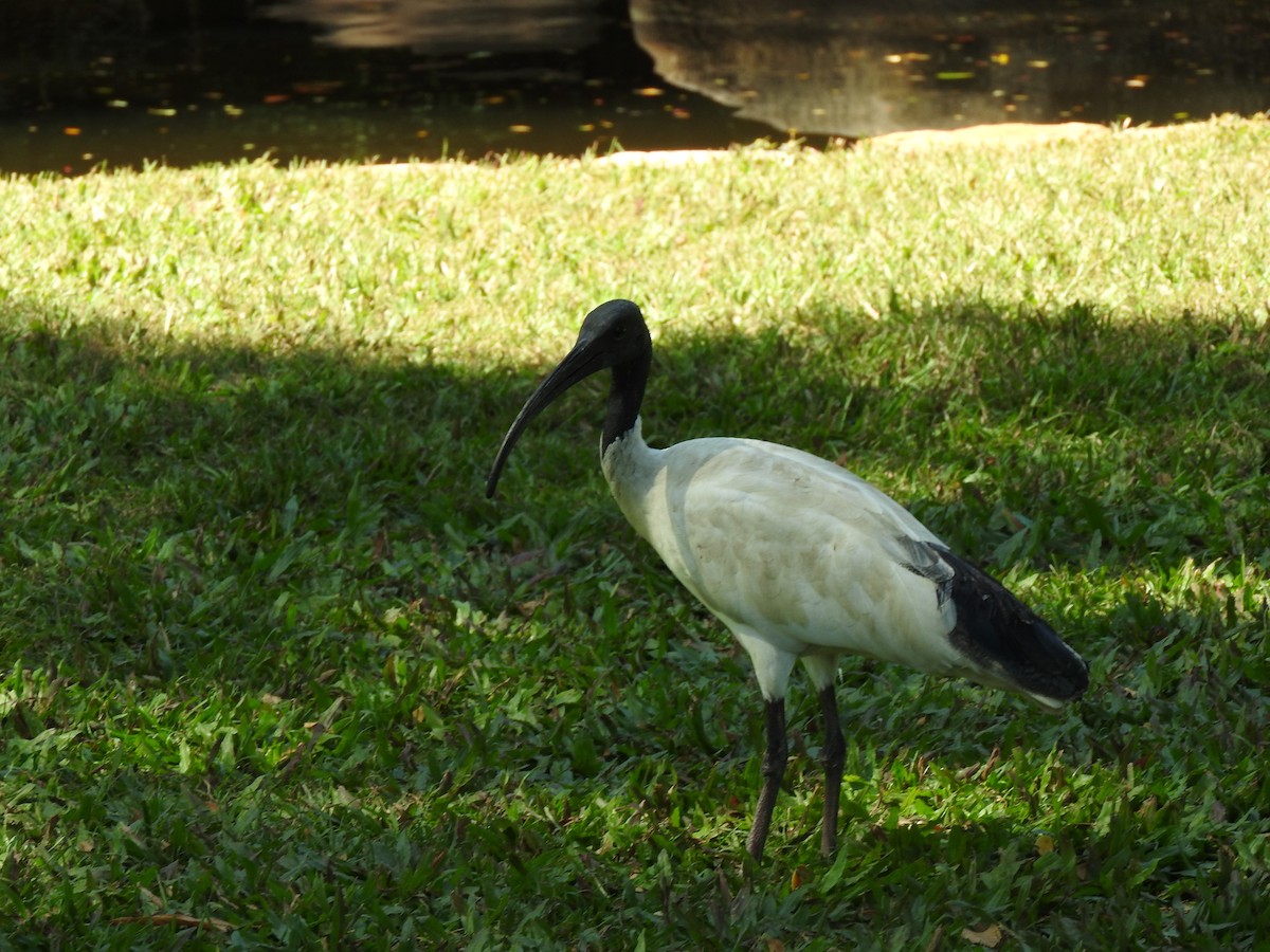 ibis australský - ML607303461