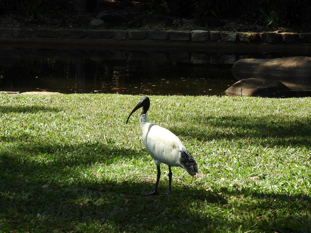 ibis australský - ML607303481