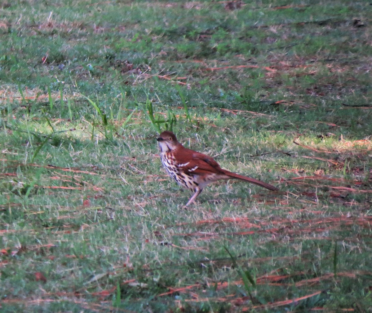 Brown Thrasher - ML60730391