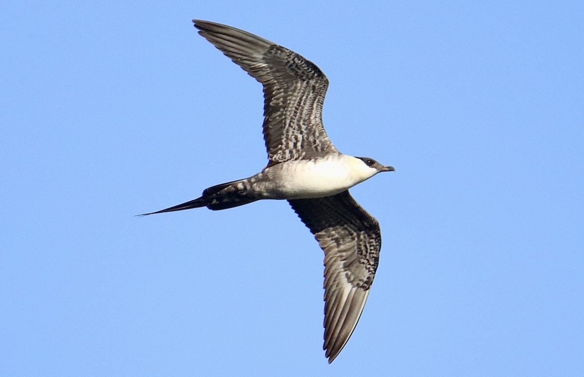 Long-tailed Jaeger - ML607304031