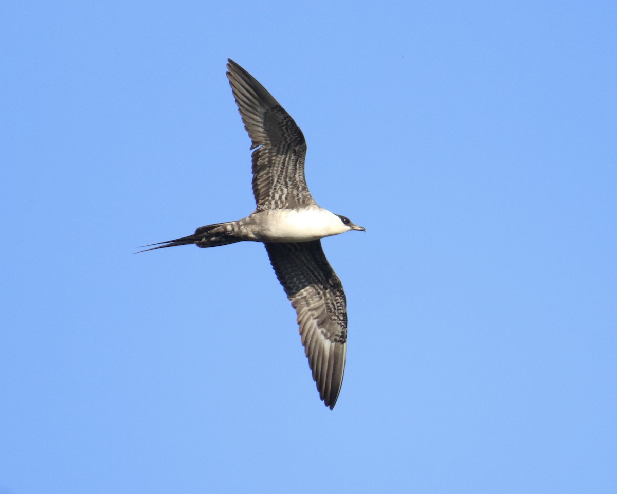 Long-tailed Jaeger - ML607304041