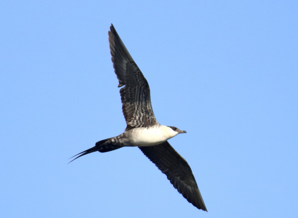 Long-tailed Jaeger - ML607304051