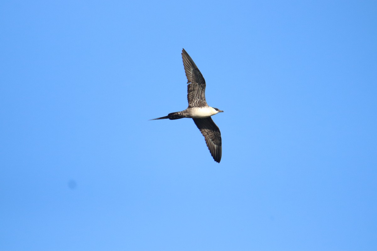 Long-tailed Jaeger - ML607304061