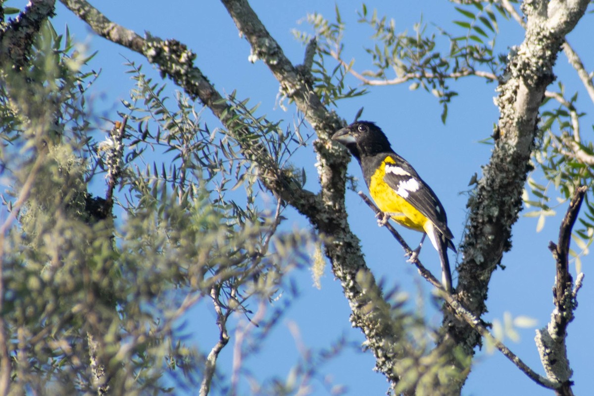 Black-backed Grosbeak - Leandro Bareiro Guiñazú