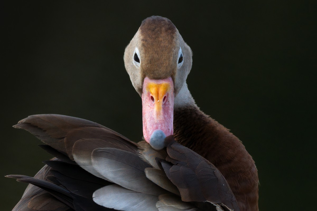 Black-bellied Whistling-Duck - ML607304311