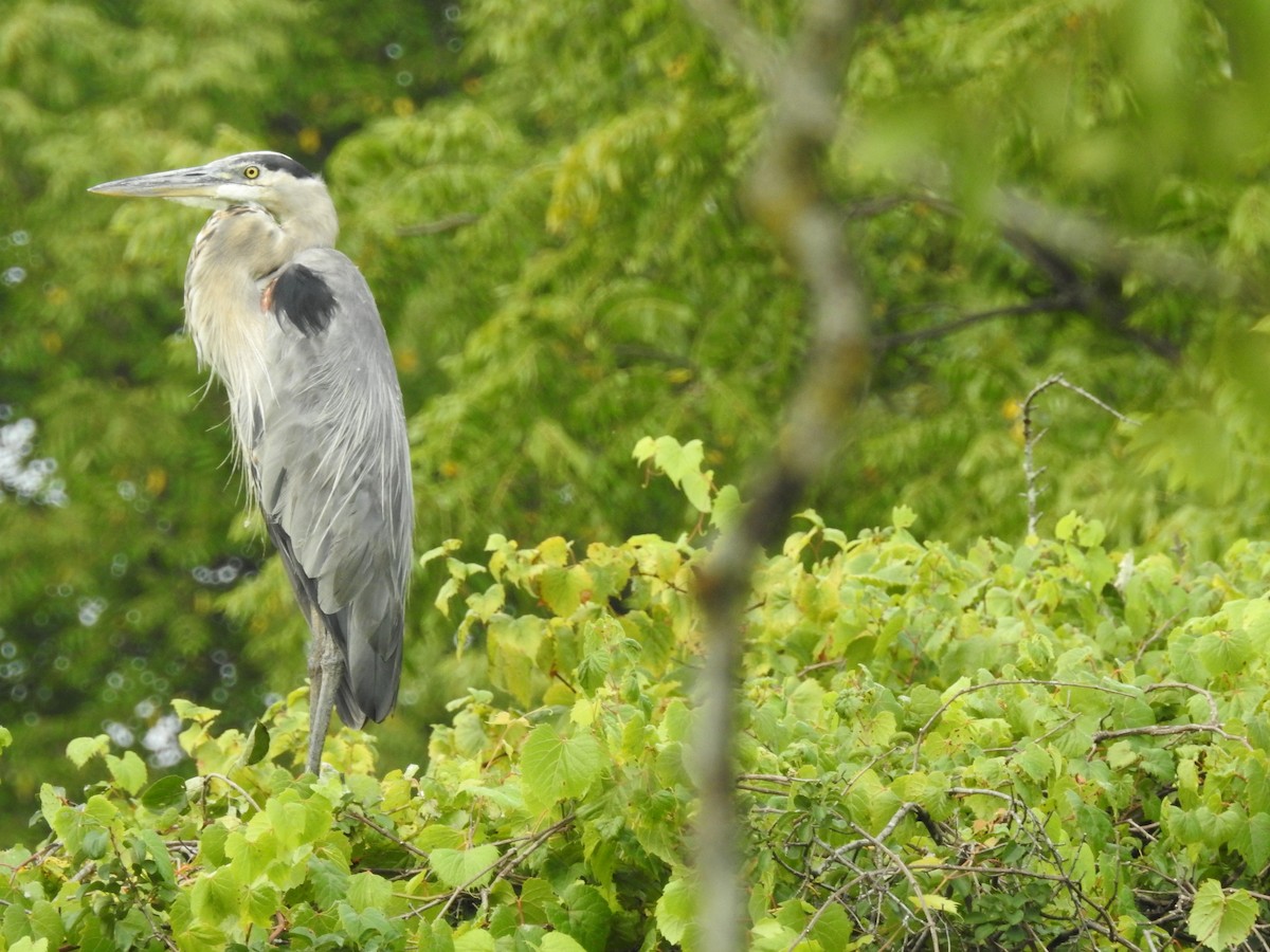 Great Blue Heron - ML607304511