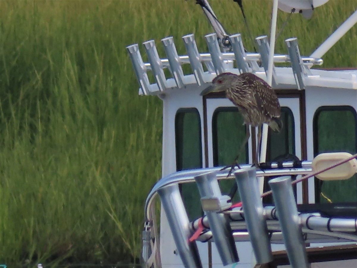 Yellow-crowned Night Heron - ML607304541