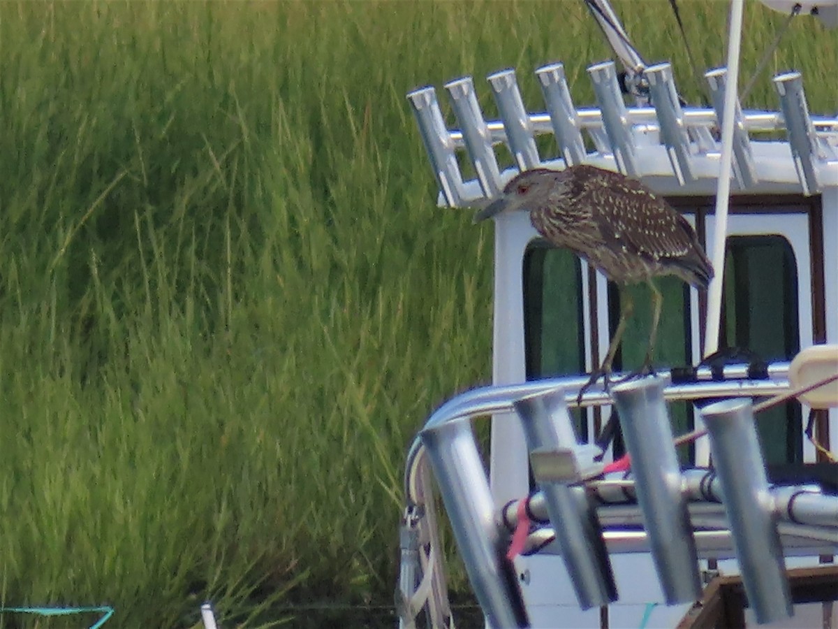 Yellow-crowned Night Heron - ML607304571