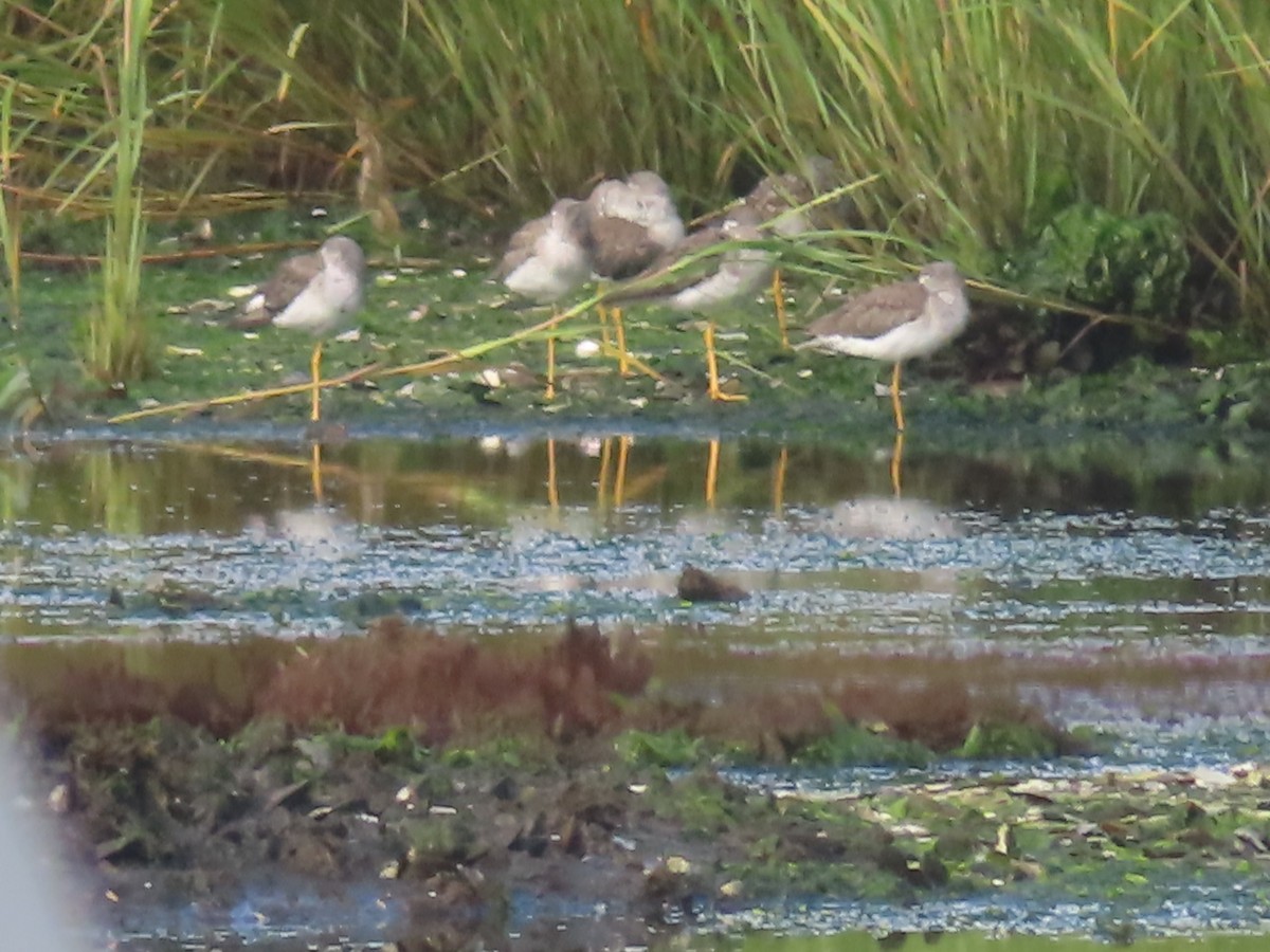 Lesser Yellowlegs - ML607304881