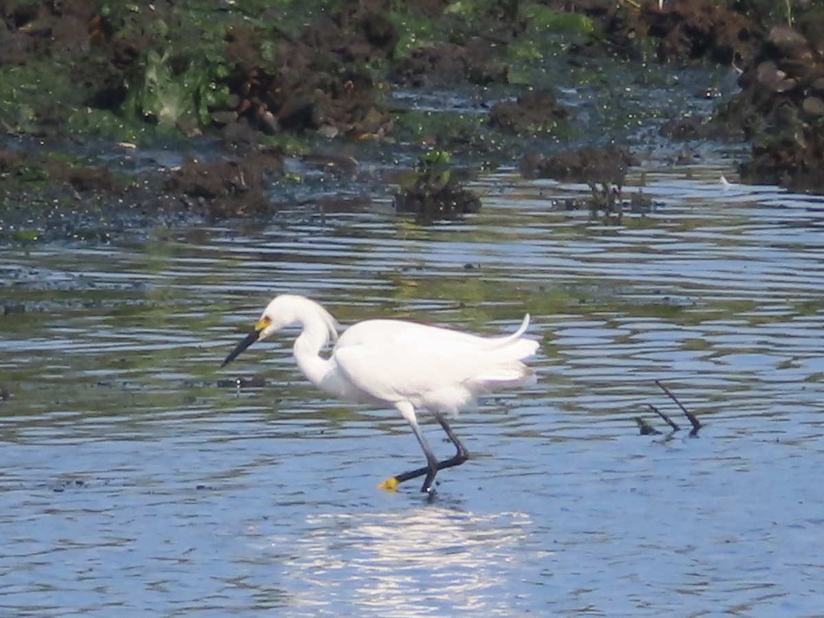 Snowy Egret - ML607304941