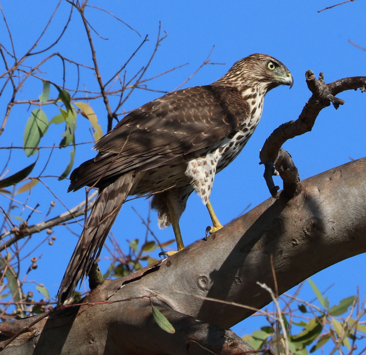 Cooper's Hawk - Diane Etchison