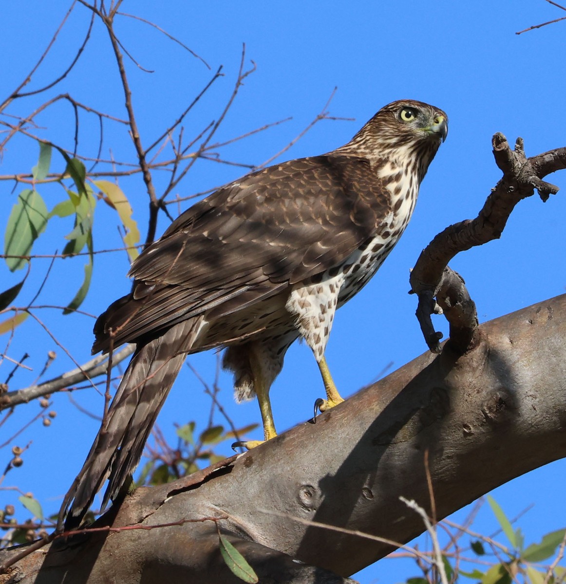 Cooper's Hawk - Diane Etchison