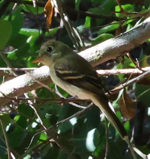 Western Flycatcher (Pacific-slope) - ML607305061