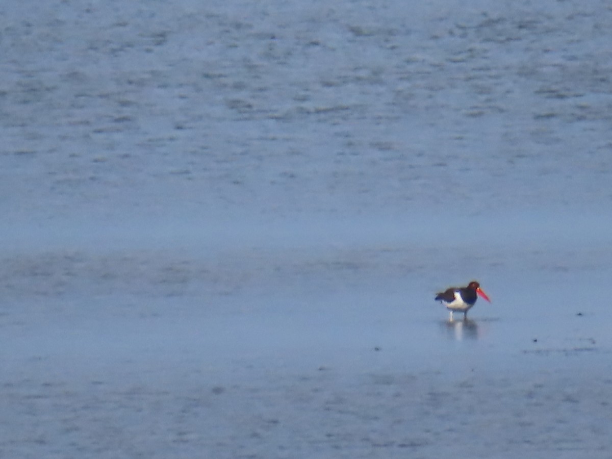 American Oystercatcher - ML607305151