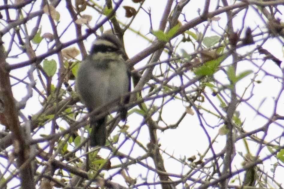 Ringed Warbling Finch - ML607305331