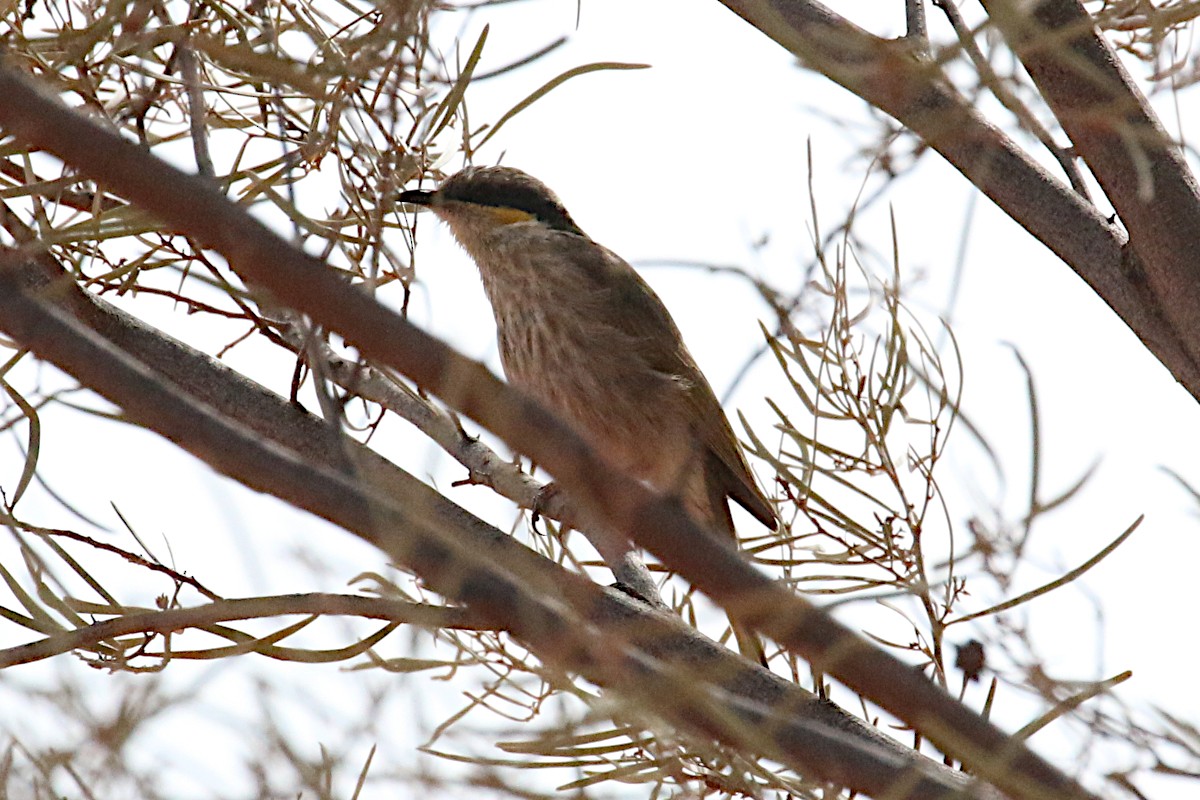 Singing Honeyeater - ML607305691