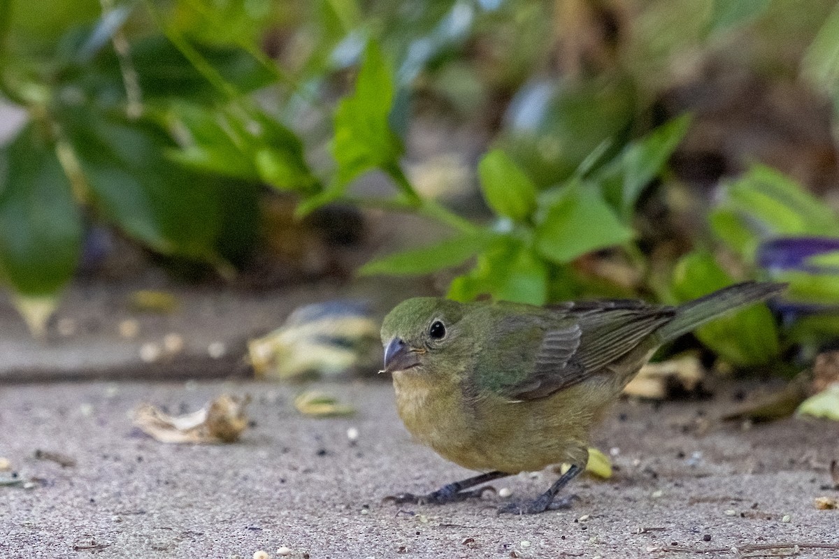 Painted Bunting - ML607305921