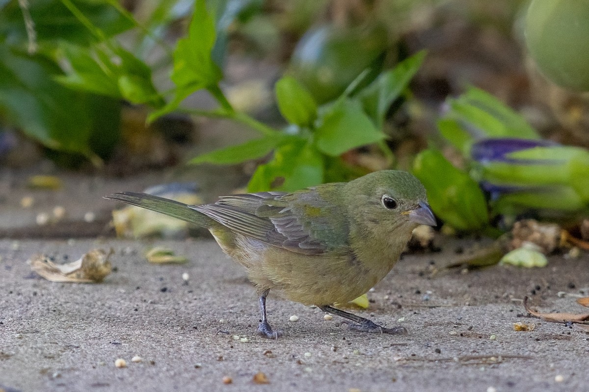 Painted Bunting - ML607305931