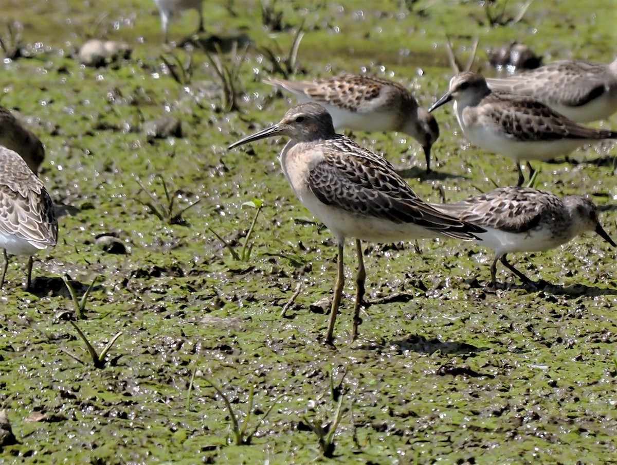 Stilt Sandpiper - ML607306131