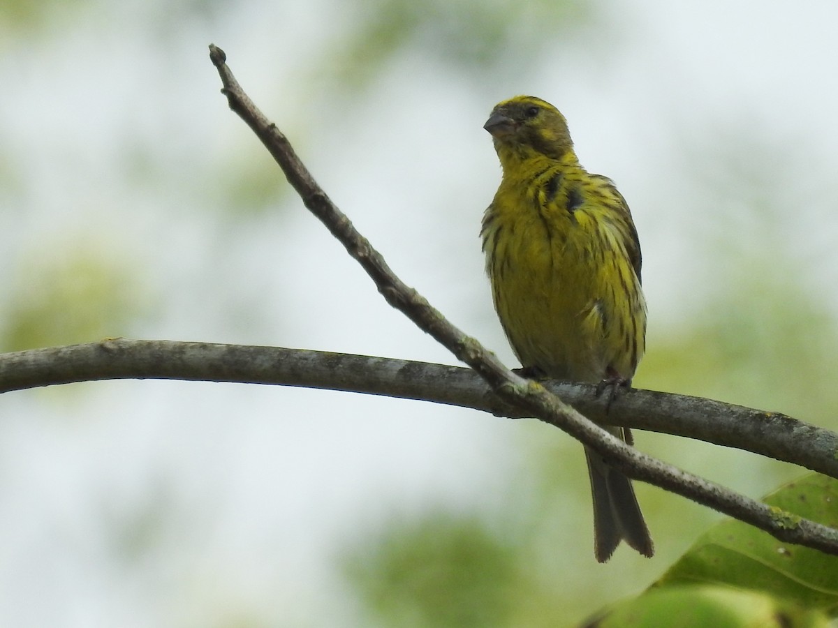 European Serin - ML607306371