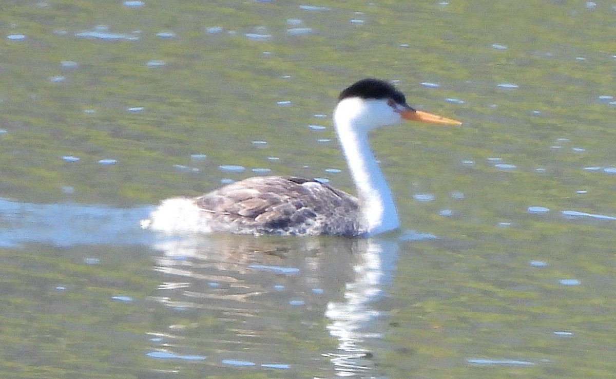 Clark's Grebe - ML607307271