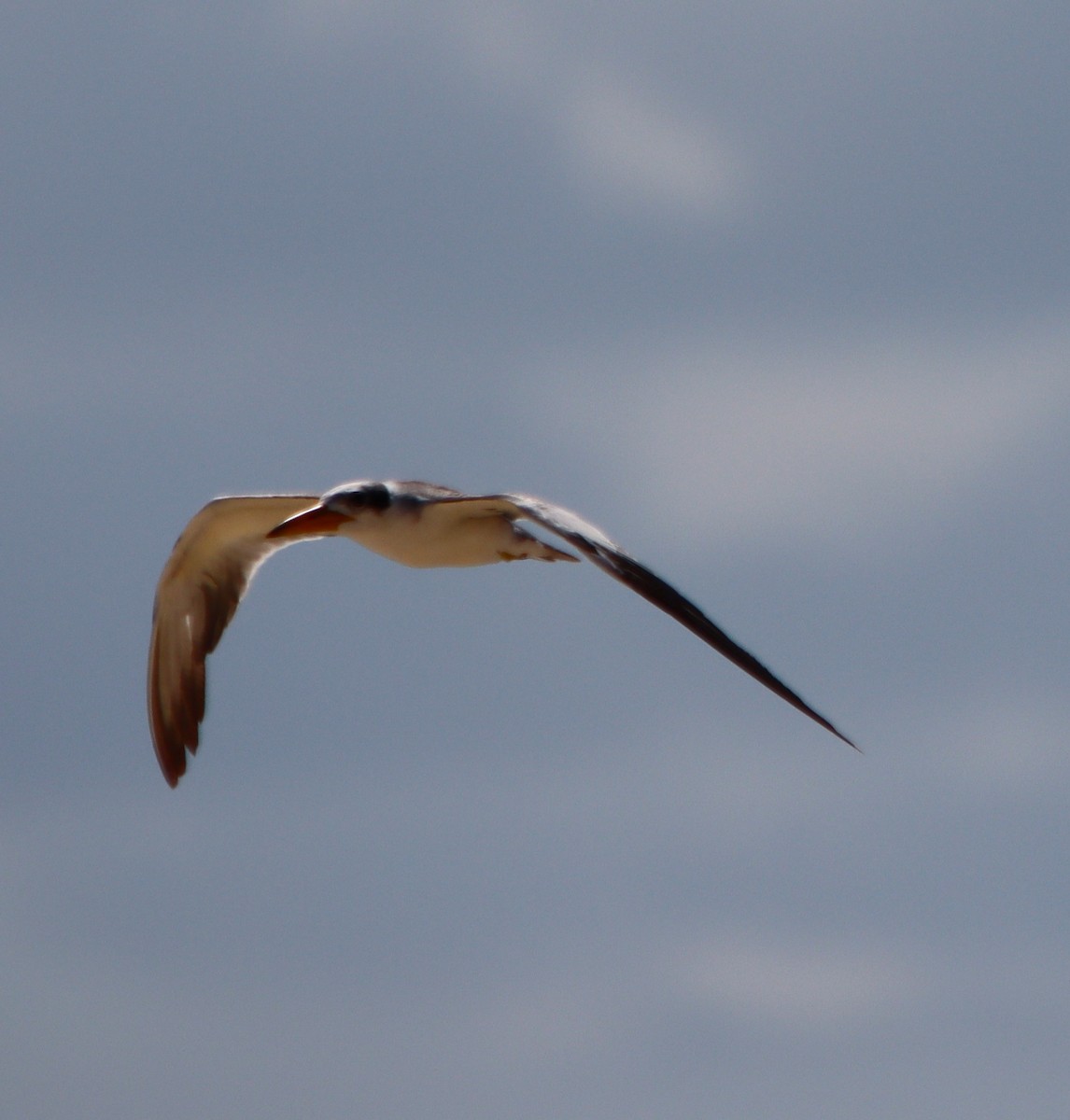 Large-billed Tern - ML607307411