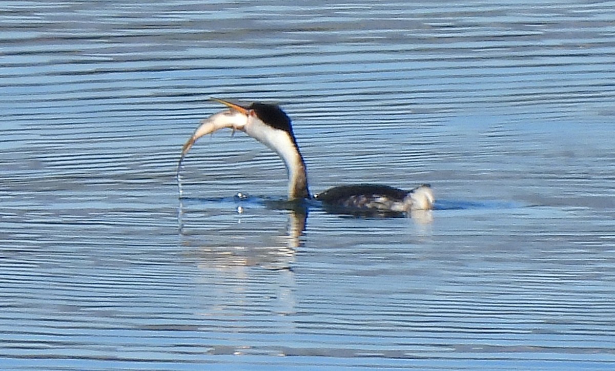 Clark's Grebe - ML607307551