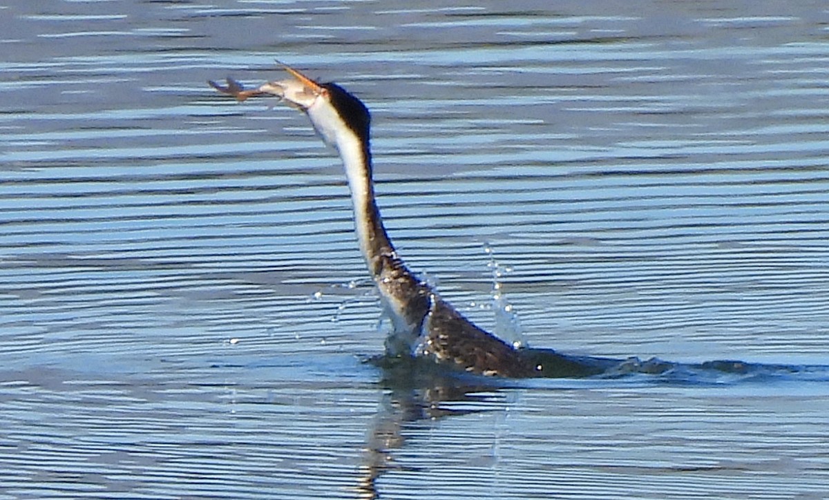 Clark's Grebe - ML607307571