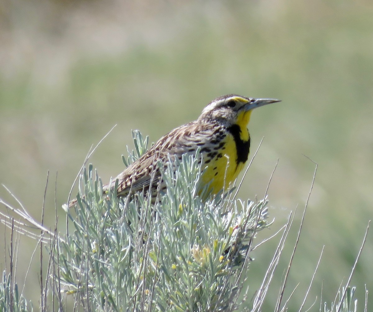 Western Meadowlark - ML607307641