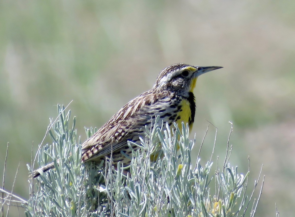 Western Meadowlark - ML607307701