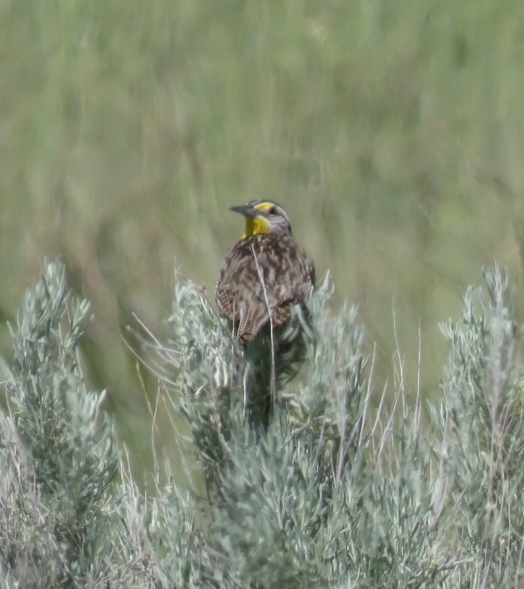 Western Meadowlark - ML607307711