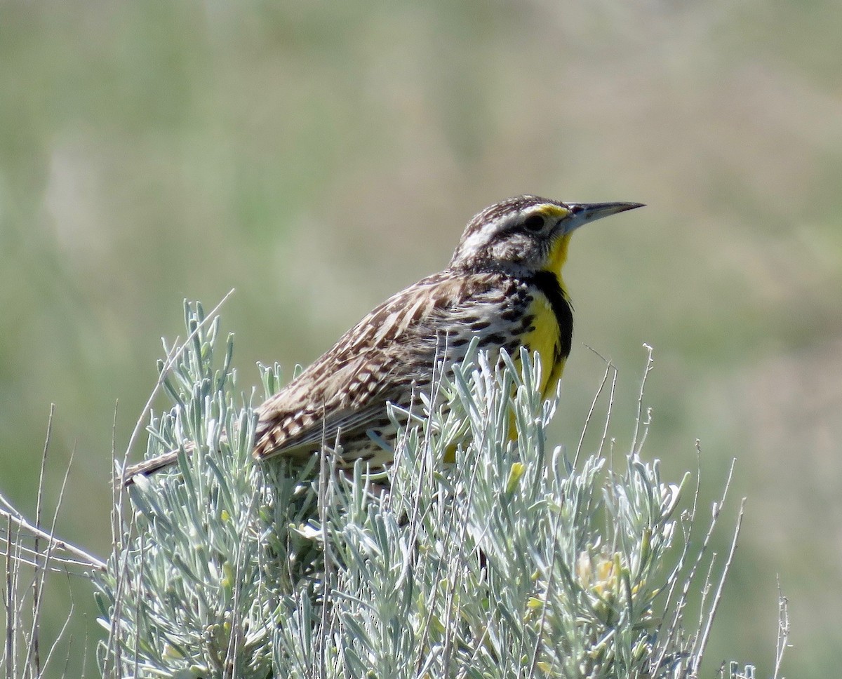 Western Meadowlark - ML607307731