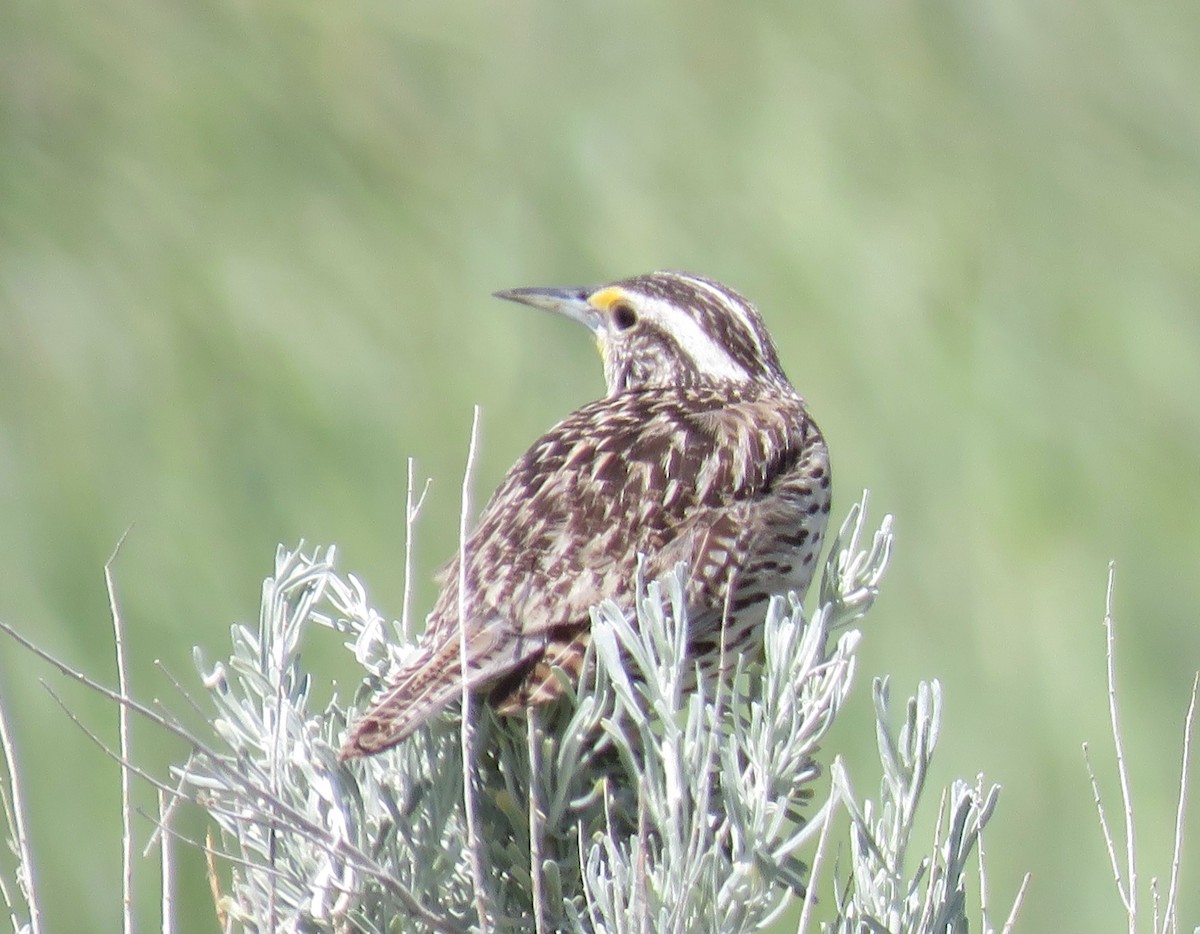 Western Meadowlark - ML607307741