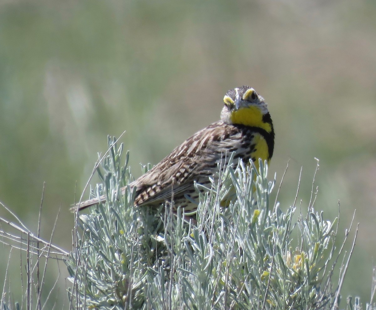 Western Meadowlark - ML607307761