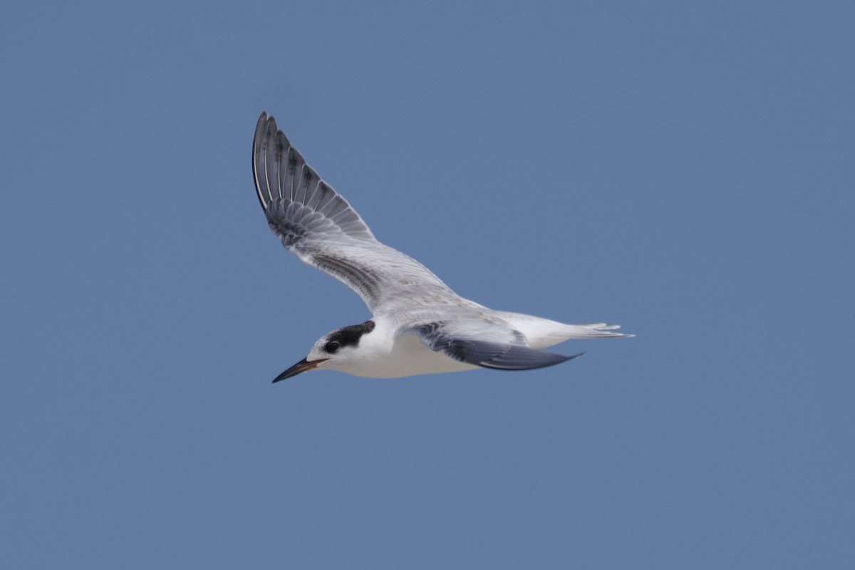 Common Tern - ML607307801