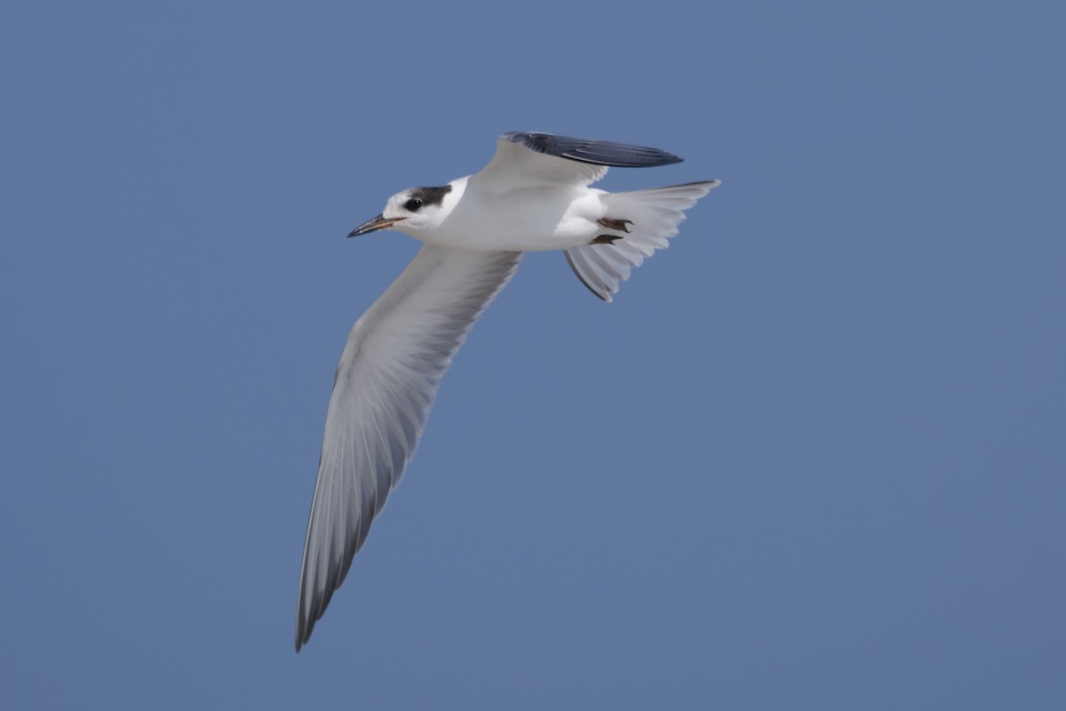 Common Tern - ML607307811