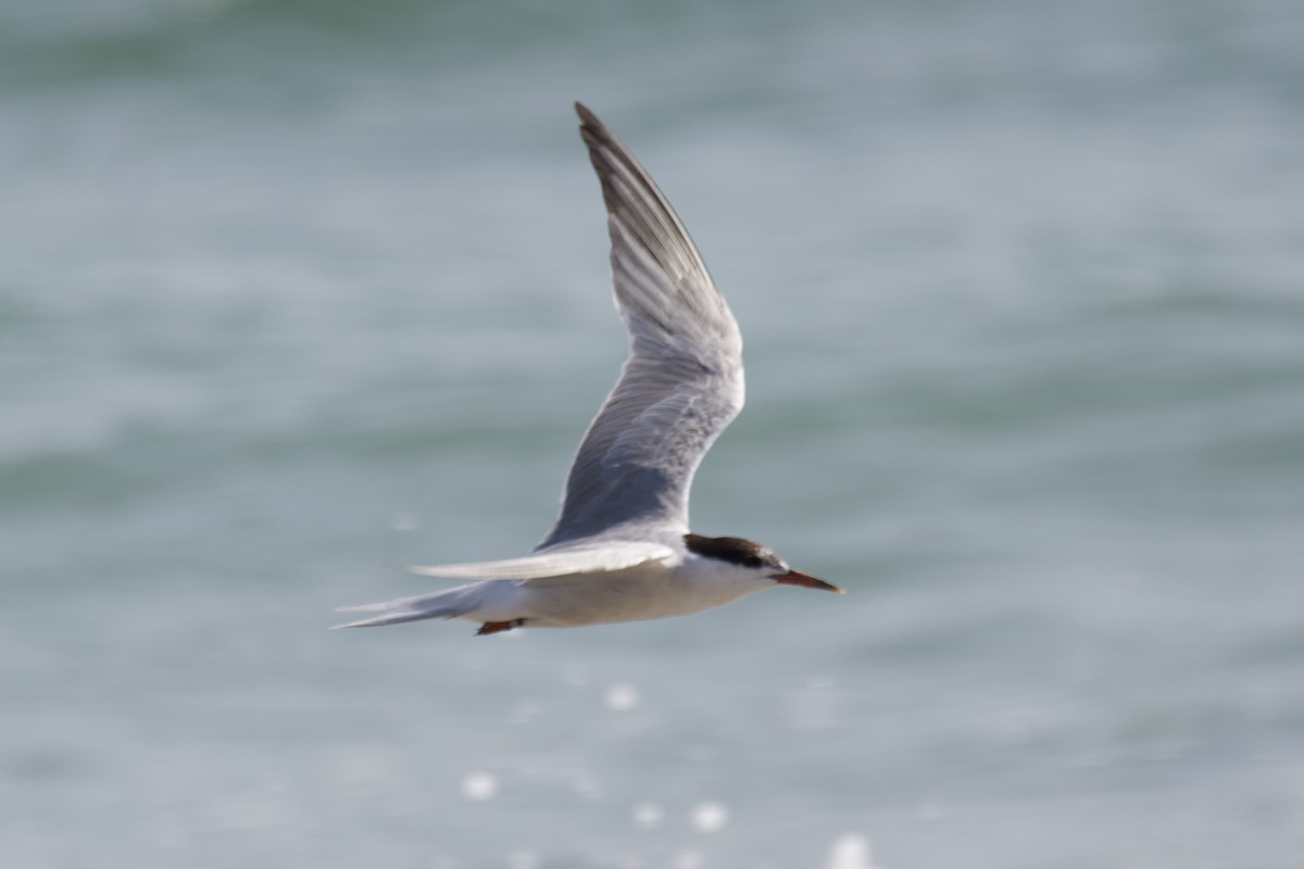 Common Tern - ML607307841